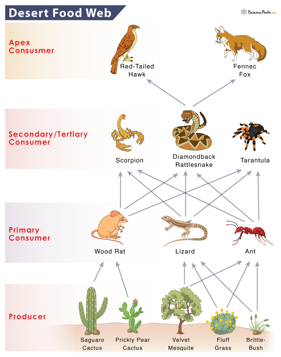 Desert Food Chain: Example and Diagram / Weaving the Web of Life